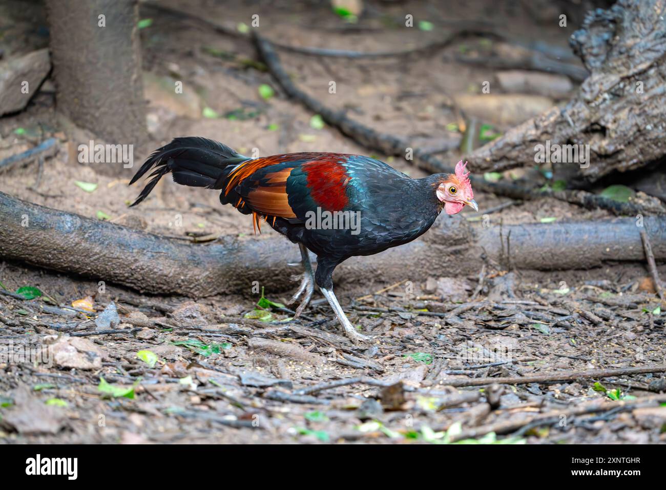 Red Junglefowl, Gallus gallus a Kaeng Krachan NP Thailandia Foto Stock