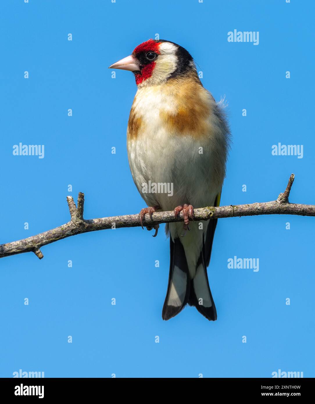 Goldfinch, riserva naturale delle paludi di Teifi, Cardigan, Galles. Foto Stock