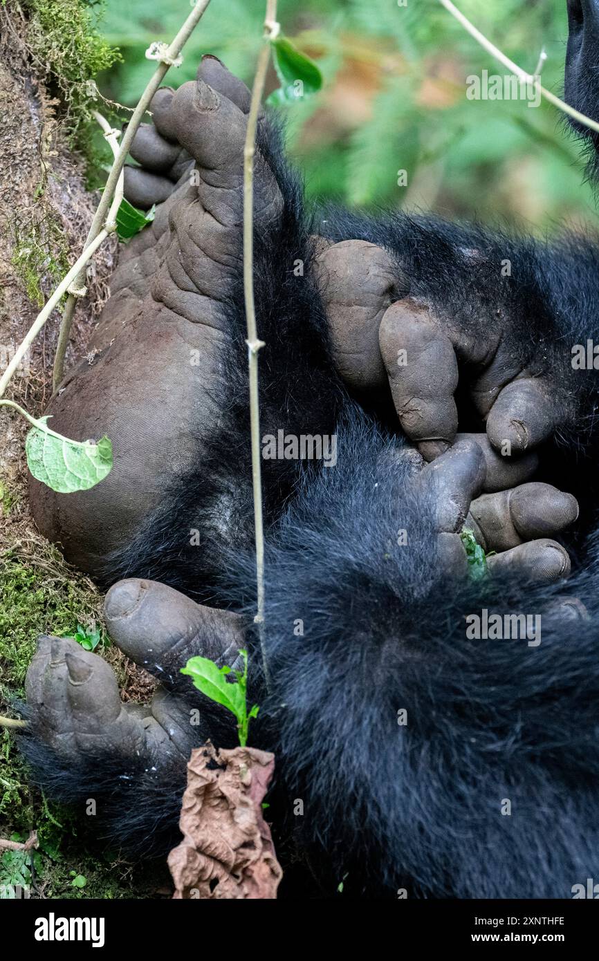 Ruanda, Parco Nazionale dei Vulcani. Gorilla di montagna (Gorilla beringei beringei) Kwitinda, alias gruppo della famiglia Kwitonda. Dettaglio di mani e piedi. Foto Stock