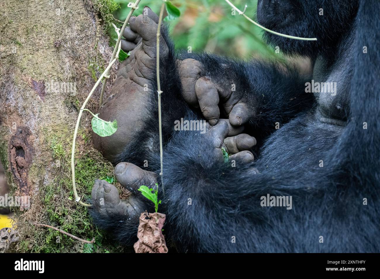 Ruanda, Parco Nazionale dei Vulcani. Gorilla di montagna (Gorilla beringei beringei) Kwitinda, alias gruppo della famiglia Kwitonda. Dettaglio di mani e piedi. Foto Stock