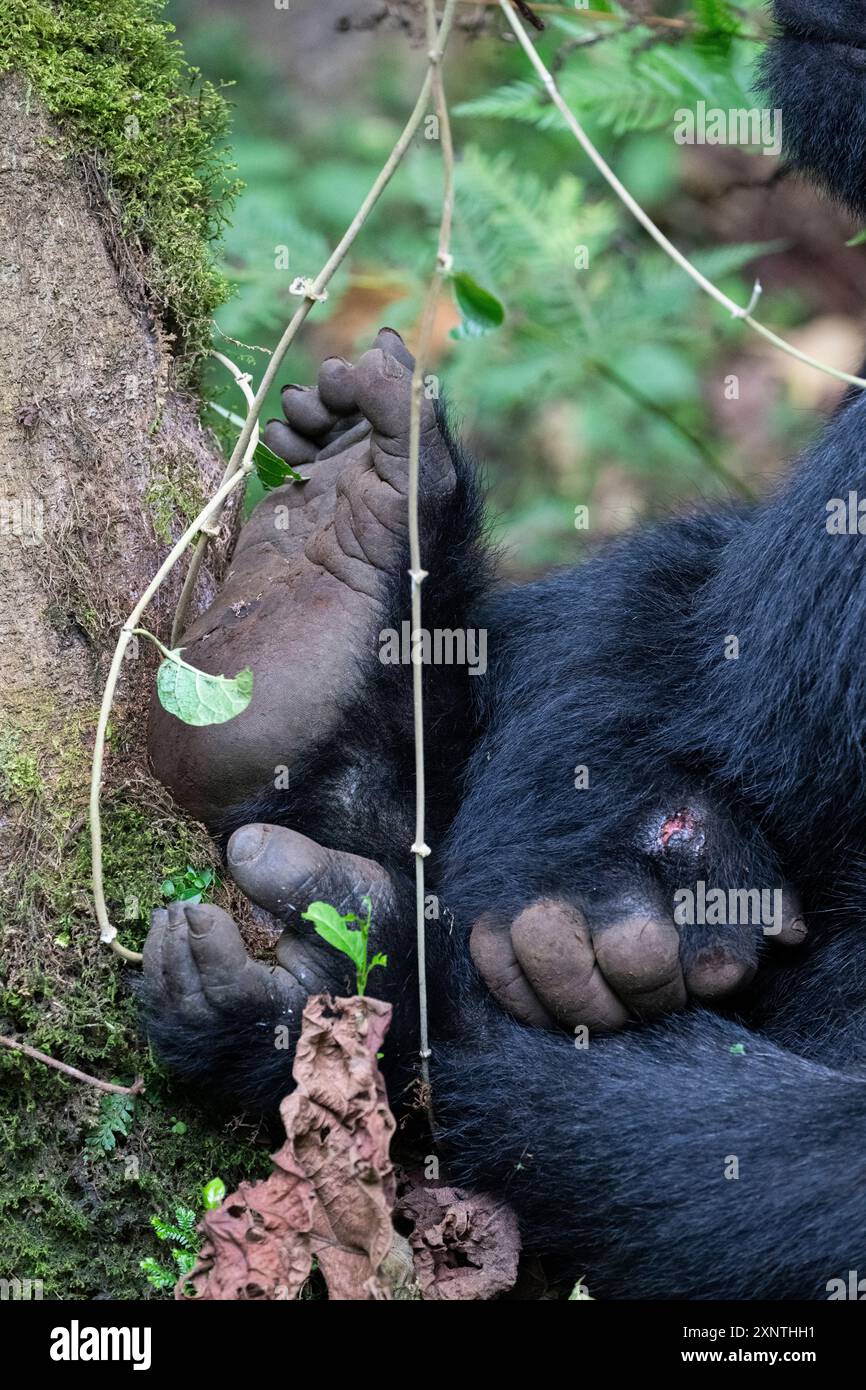 Ruanda, Parco Nazionale dei Vulcani. Gorilla di montagna (Gorilla beringei beringei) Kwitinda, alias gruppo della famiglia Kwitonda. Dettaglio di mani e piedi. Foto Stock
