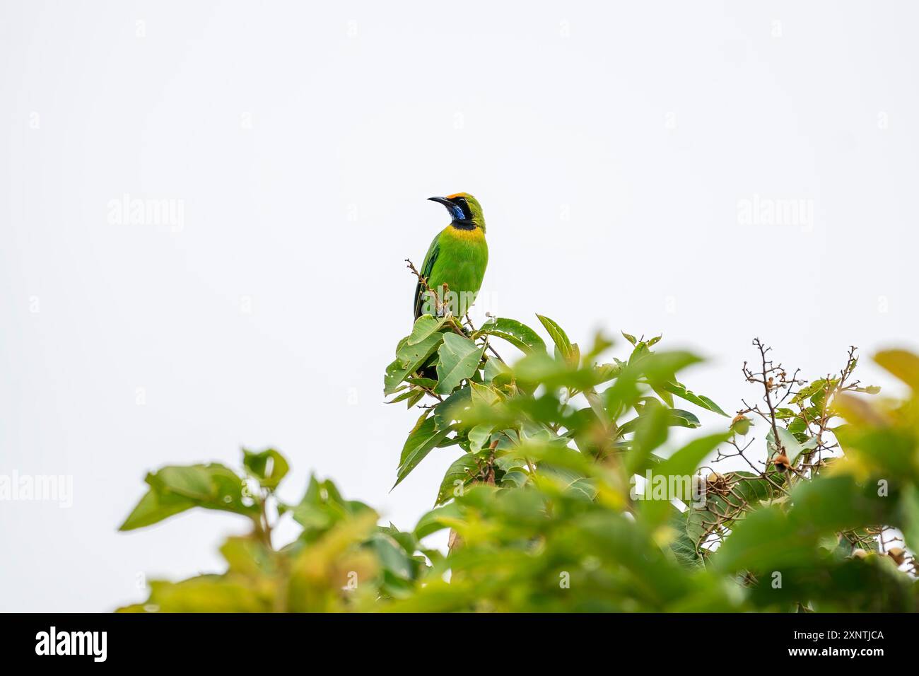 Uccello dalla facciata dorata, Chloropsis aurifrons Foto Stock