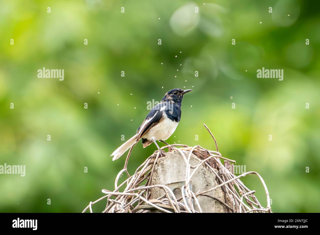 Magpie-robin orientale, Copsychus saularis con molte piccole mosche Foto Stock