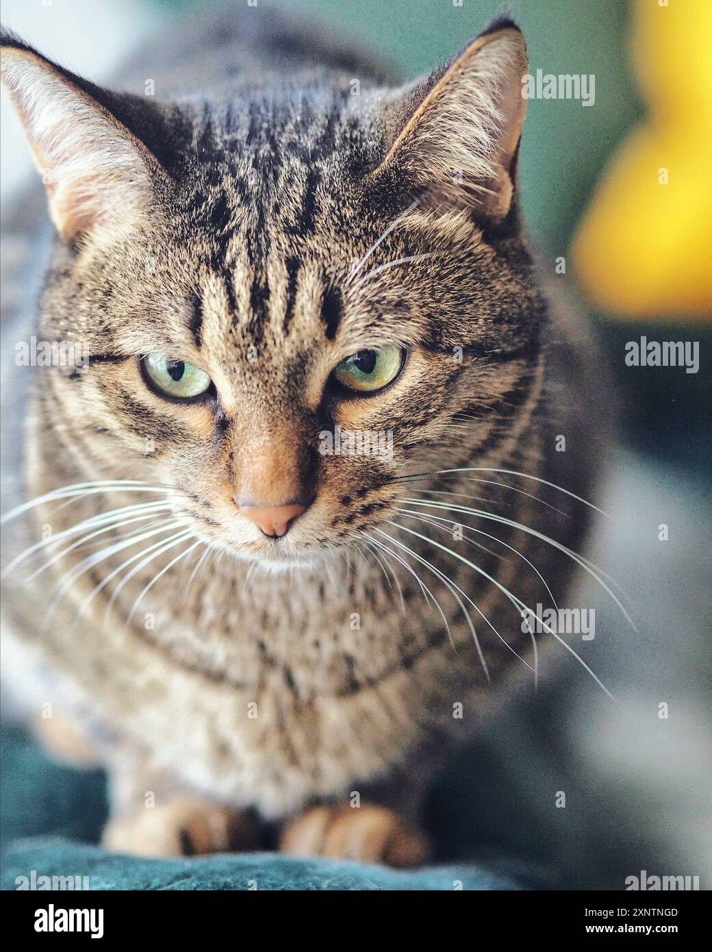 Home Cat sul divano nella luce finestra con occhi verdi acuti e splendida pelliccia con strisce di tigre Foto Stock