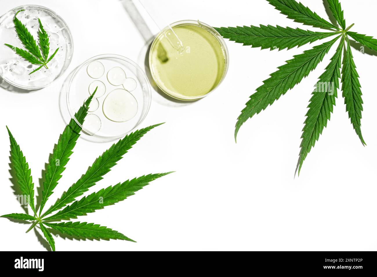 Olio di CBD in contagocce, tintura di THC in tazze da laboratorio e foglie di cannabis di canapa isolate su sfondo bianco, vista dall'alto, spazio di copia. Bioricerca e cbd Foto Stock