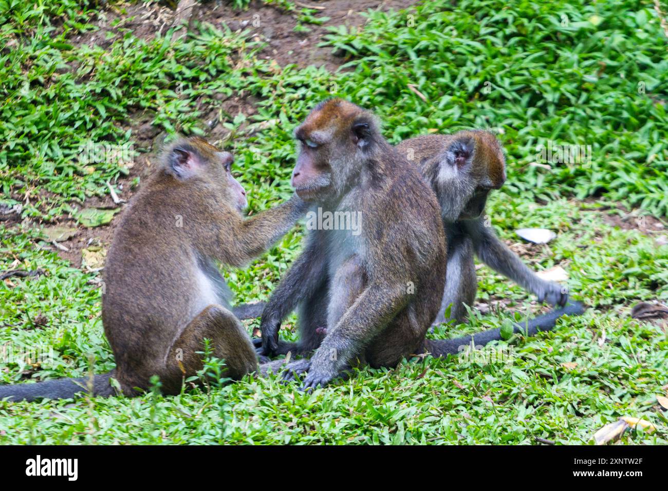 Tre macachi filippini che si preparano a vicenda in uno zoo di Davao City, Filippine Foto Stock