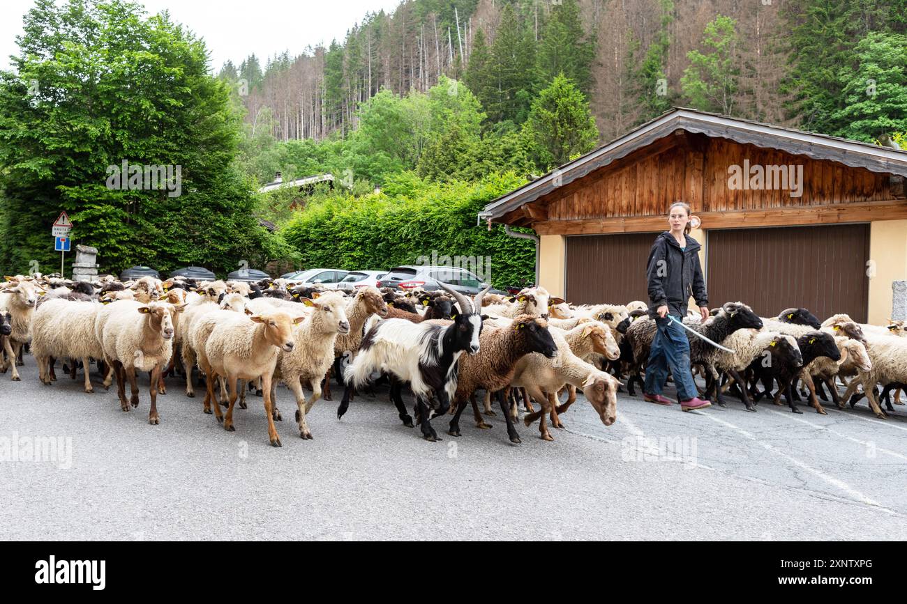 Allevamento di pecore nella Valle di Chamonix in Francia Foto Stock