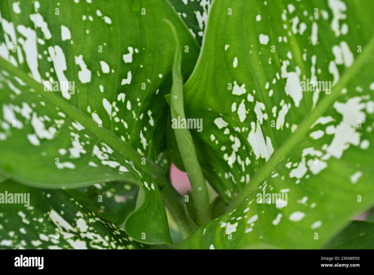 Colocasia Esculenta Green Leaf Kerala India Foto Stock