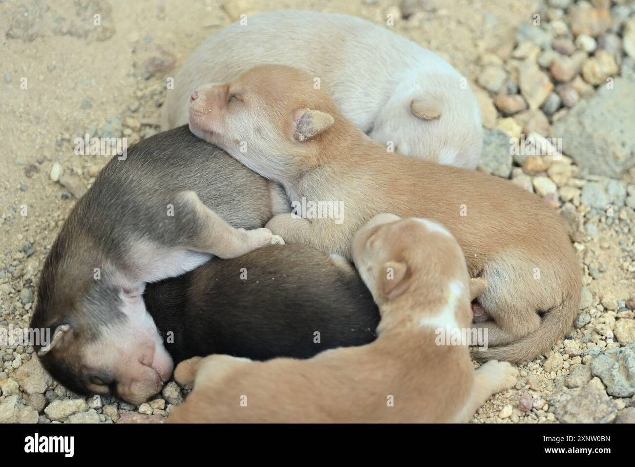 Cuccioli randagi appena nati nel cantiere di Kerala, India, razza locale indiana Foto Stock