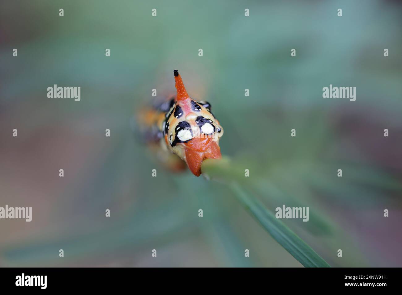 Leafy Spurge Hawkmoth Caterpillar Foto Stock