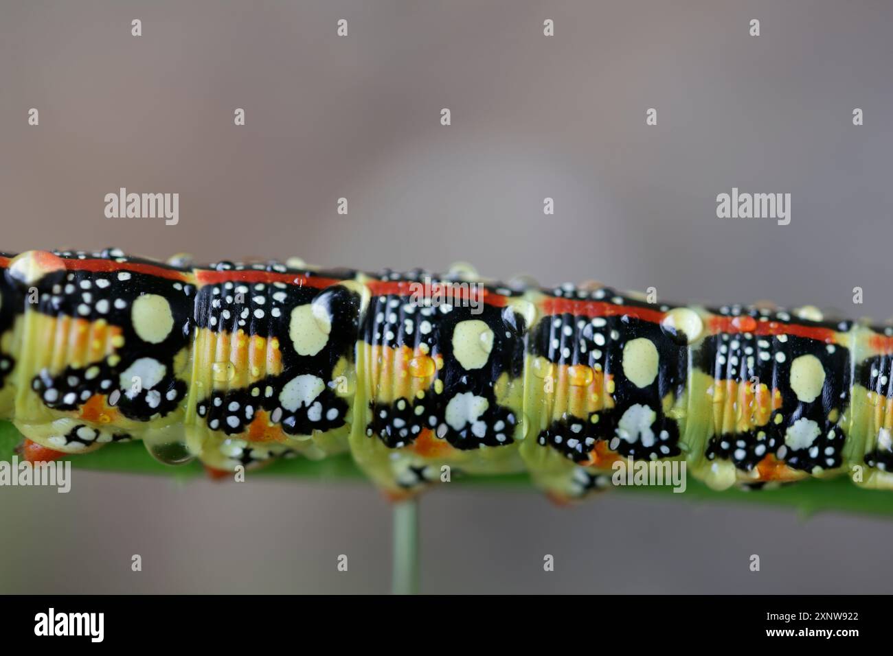 Leafy Spurge Hawkmoth Caterpillar Foto Stock