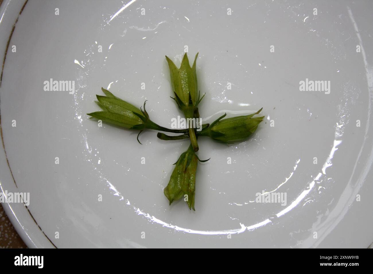 Calyx (gruppo di sepali) di fiori di ibisco senza petali: (Pix Sanjiv Shukla) Foto Stock