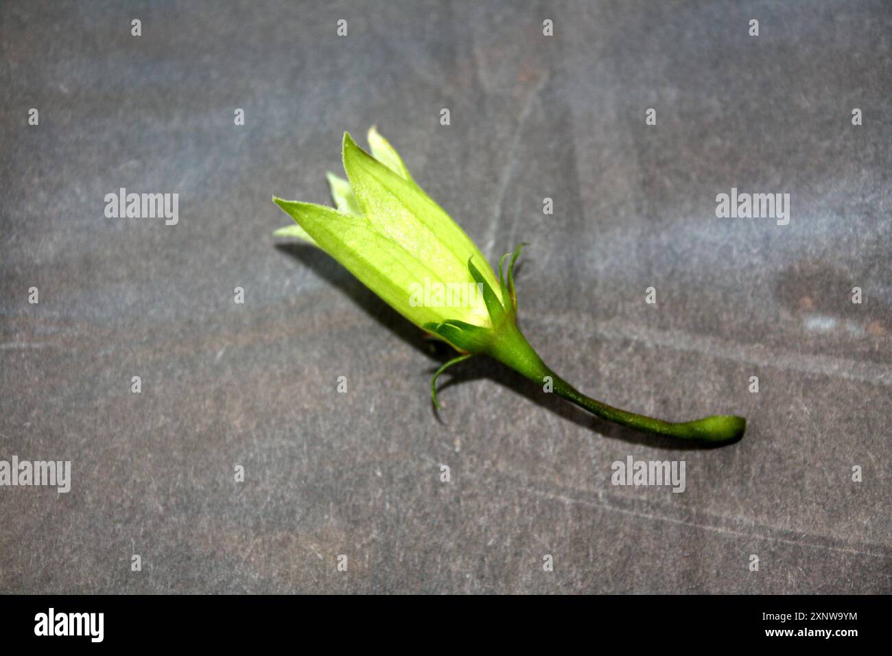 Calyx (gruppo di sepali) di fiori di ibisco senza petali: (Pix Sanjiv Shukla) Foto Stock
