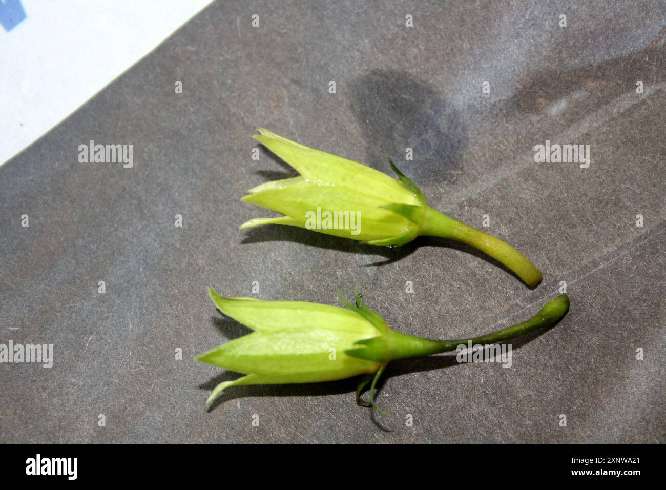 Calyx (gruppo di sepali) di fiori di ibisco senza petali: (Pix Sanjiv Shukla) Foto Stock