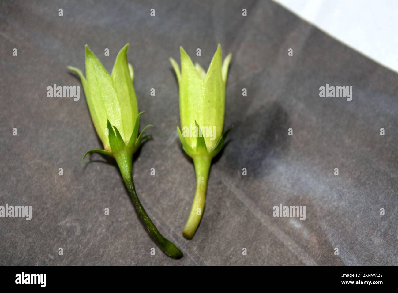 Calyx (gruppo di sepali) di fiori di ibisco senza petali: (Pix Sanjiv Shukla) Foto Stock