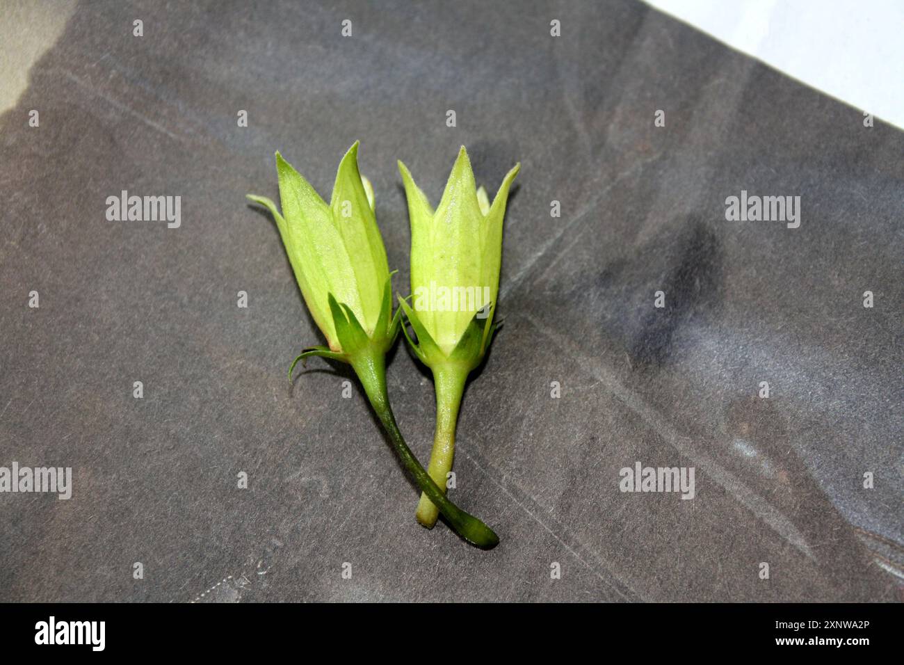 Calyx (gruppo di sepali) di fiori di ibisco senza petali: (Pix Sanjiv Shukla) Foto Stock