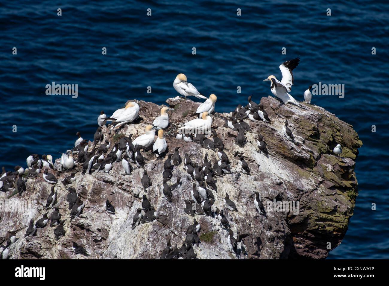 Uccelli marini del Nord Gannets (Morus Bassanus), Guillemots (Uria Aalge) e Razorbills (Alca Torda) sulla costa atlantica di St. Abbs Head in Scozia, Regno Unito Foto Stock