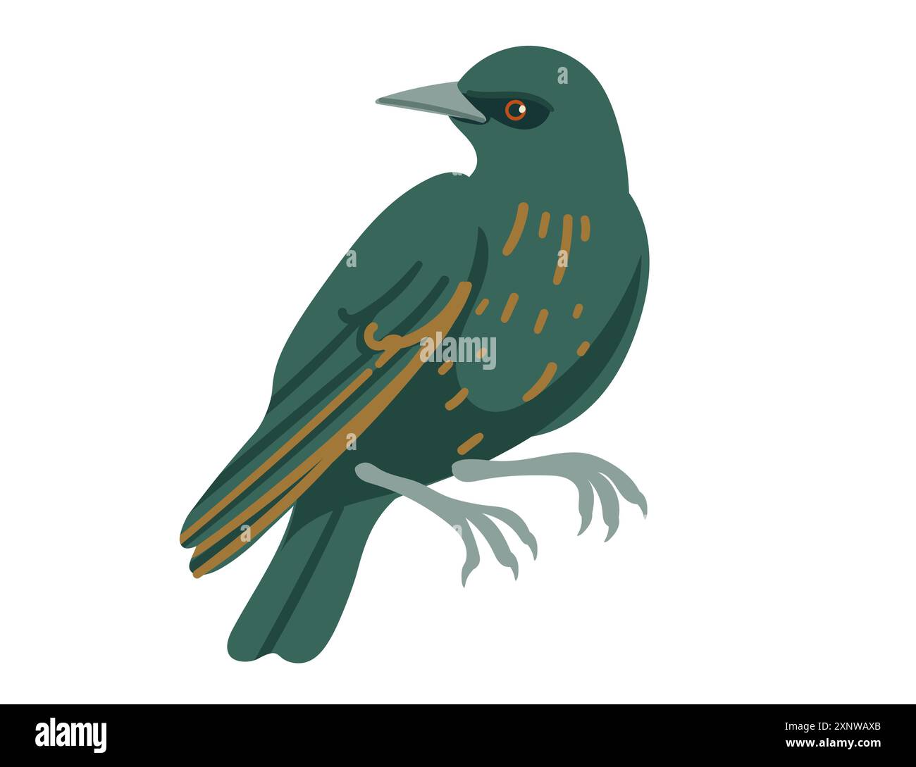 Carino uccello starling. Design animato, uccello stilizzato con piume verde scuro e macchie chiare. Illustrazione vettoriale isolata su sfondo bianco. Illustrazione Vettoriale