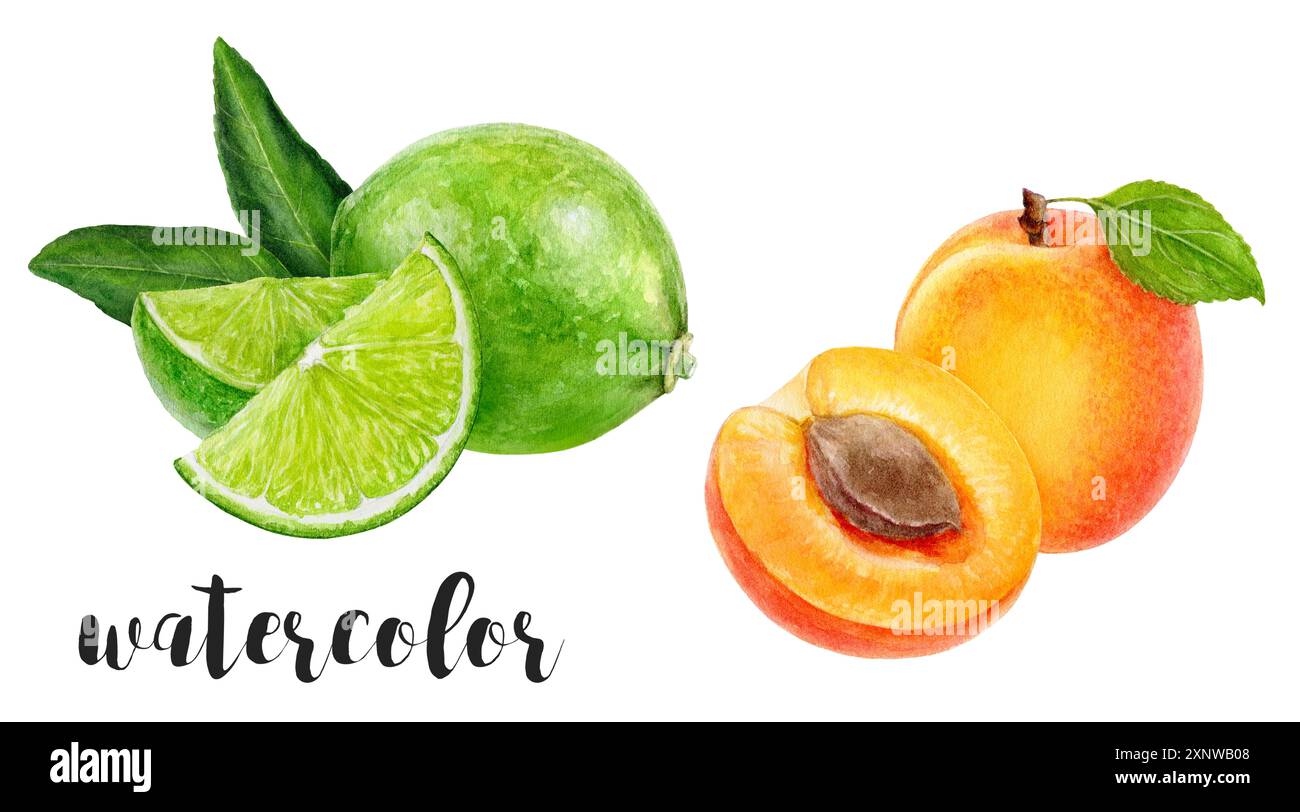 Una splendida illustrazione ad acquerello mostra frutti vivaci come una lussureggiante albicocca e lime Foto Stock Una splendida illustrazione ad acquerello mostra frutti vivaci come una lussureggiante albicocca e lime Foto Stock