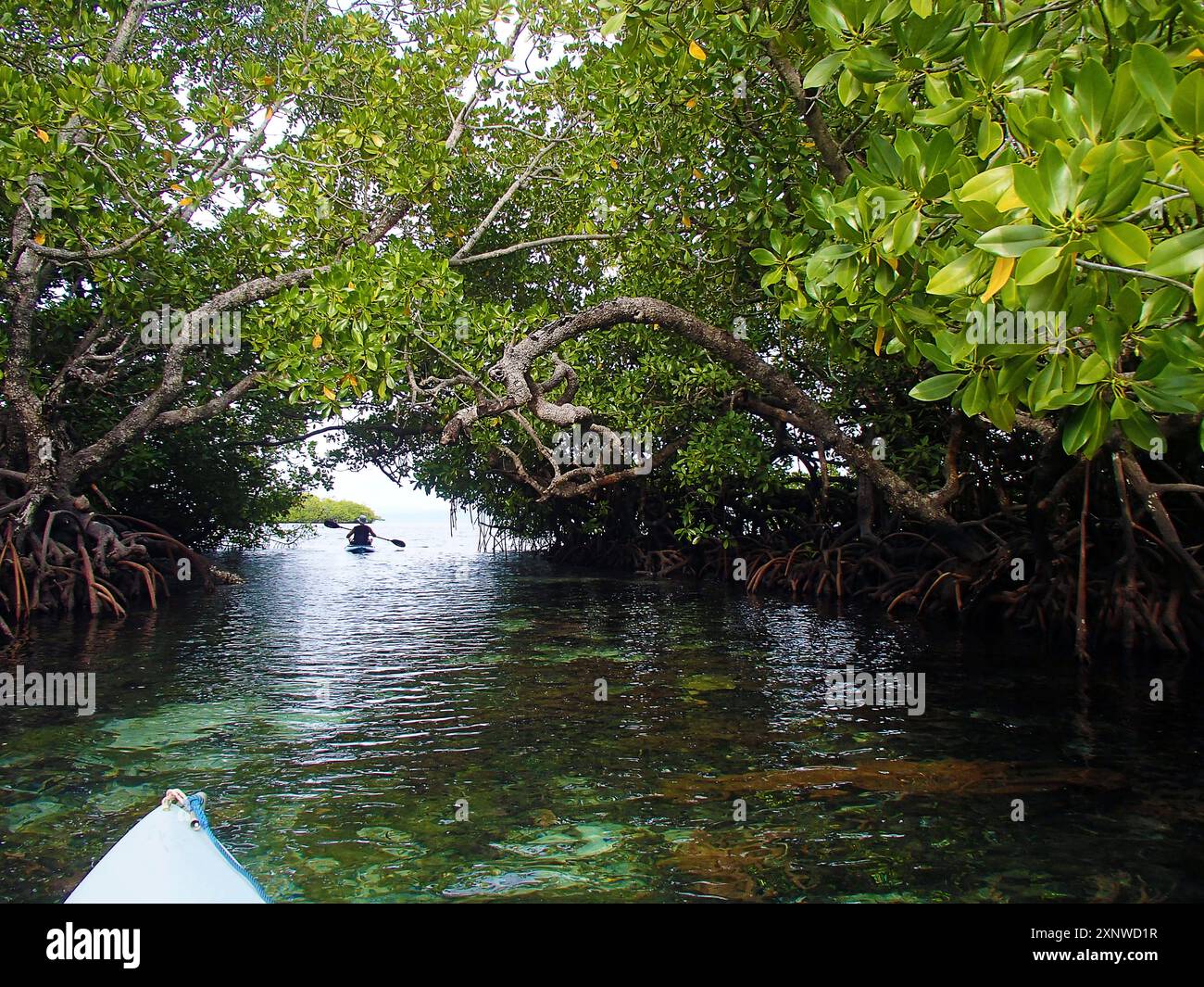 L'uomo da dietro sta facendo kayak attraverso la foresta di mangrovie in una laguna protetta a Raja Ampat. Le foglie e le radici di sostegno si riflettono sulla superficie dell'acqua calma. Foto Stock L'uomo da dietro sta facendo kayak attraverso la foresta di mangrovie in una laguna protetta a Raja Ampat. Le foglie e le radici di sostegno si riflettono sulla superficie dell'acqua calma. Foto Stock