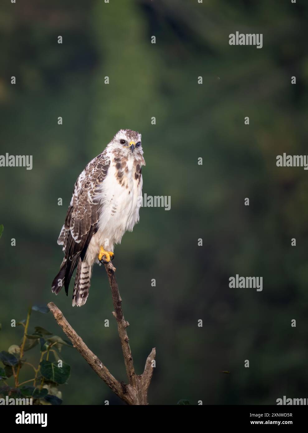 Portait Buzzard in fase pallida Foto Stock