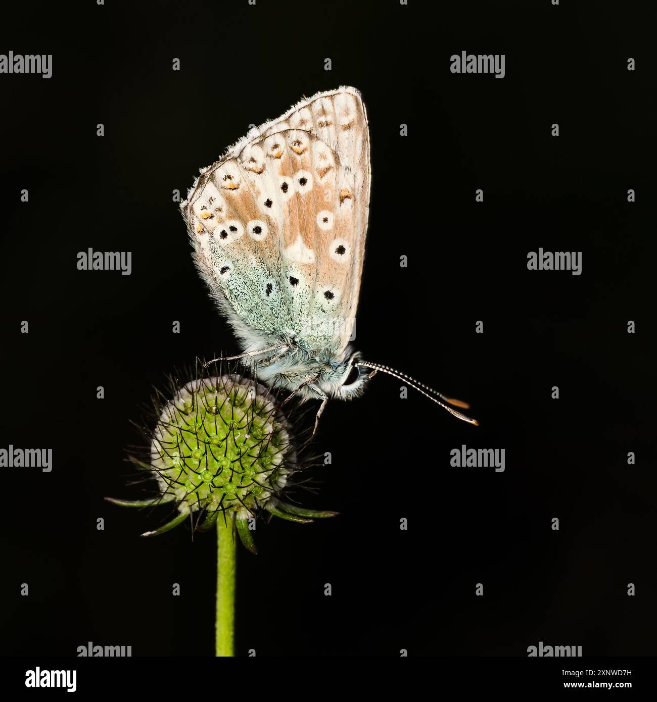 Chalk Hill Blue Butterfly su Sharpenhoe Clappers, Chiltern Hills, Bedfordshire Foto Stock