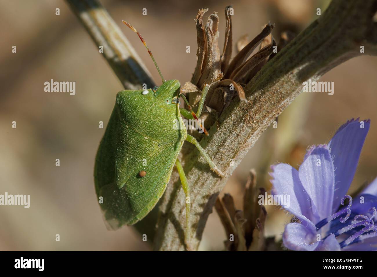 Insetto verde Nezara viridula con parassiti che camminano sulla pianta di cicoria, Alcoy, Spagna Foto Stock