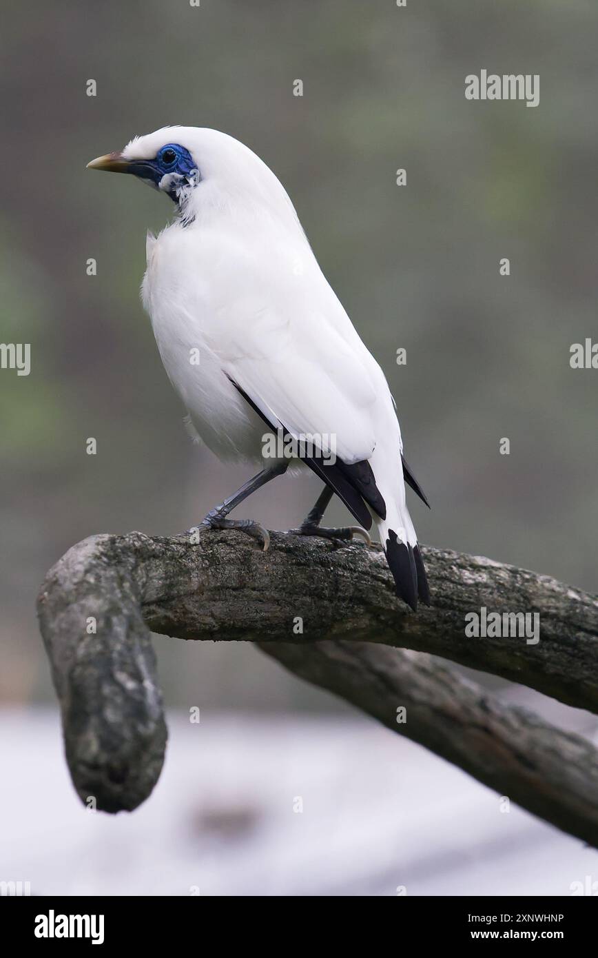 Pied Imperial Pigeon seduto su un ramo d'albero Foto Stock
