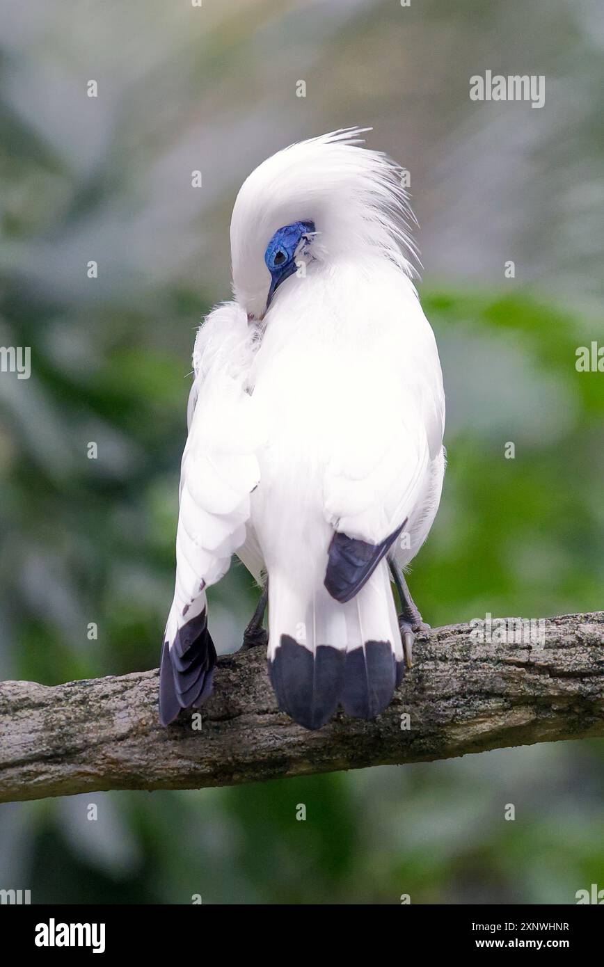 Pied Imperial Pigeon seduto su un ramo d'albero Foto Stock