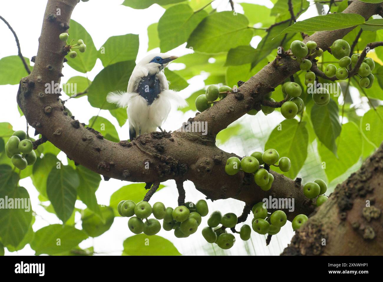 Pied Imperial Pigeon seduto su un ramo d'albero Foto Stock