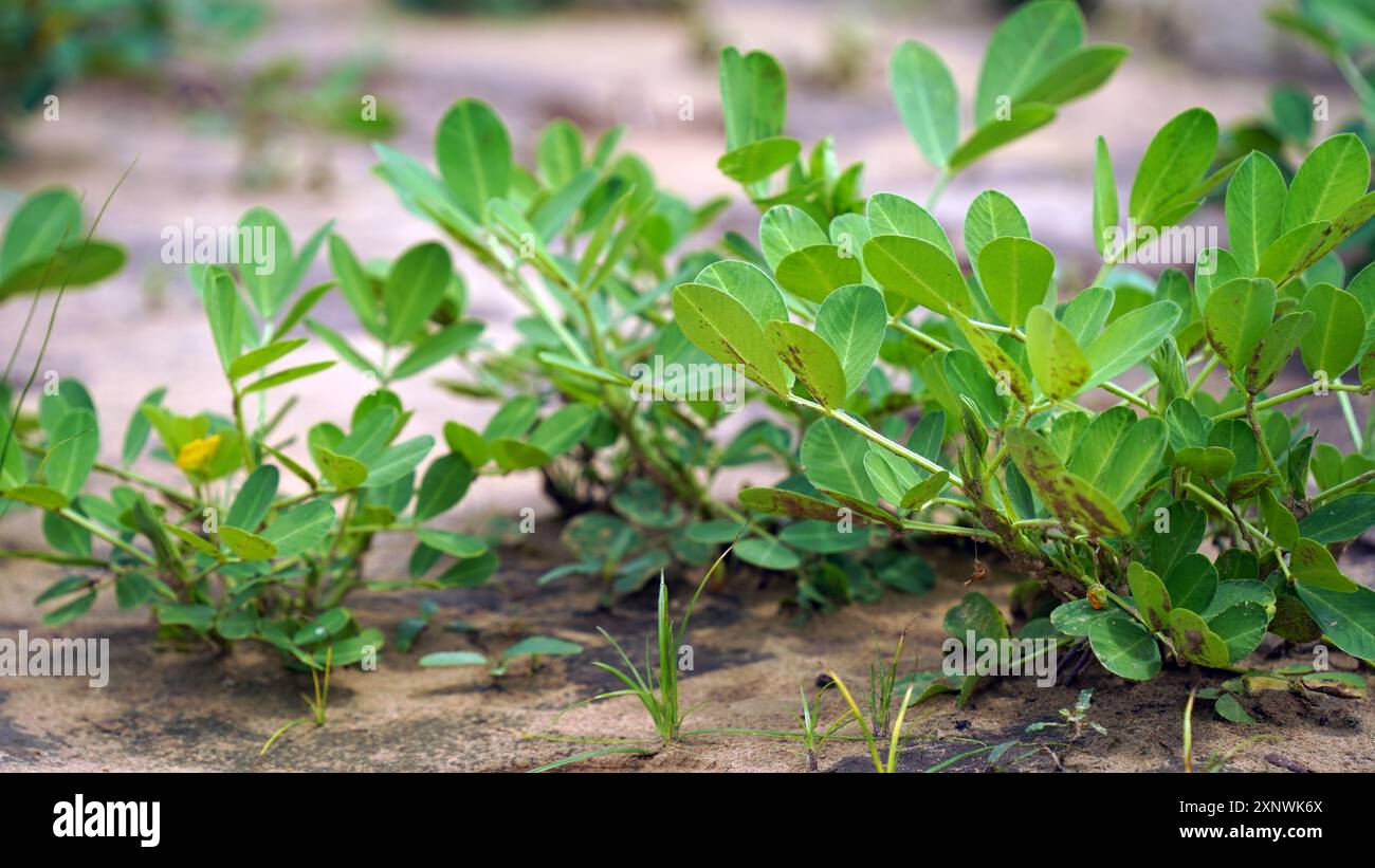 L'arachide, nota anche come arachide, goober, pindar, o noce scimmia, e classificata tassonomicamente come Arachis ipogaea, è una coltura di legumi coltivata principalmente Foto Stock