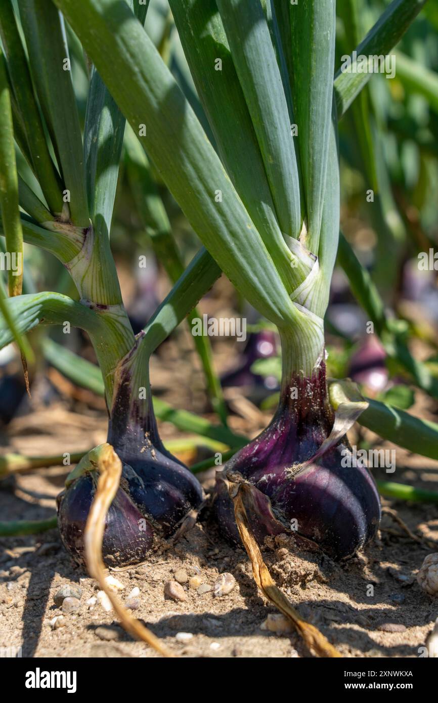 Coltivazione di cipolle, in un campo, cipolla rossa, NRW, Germania, Foto Stock