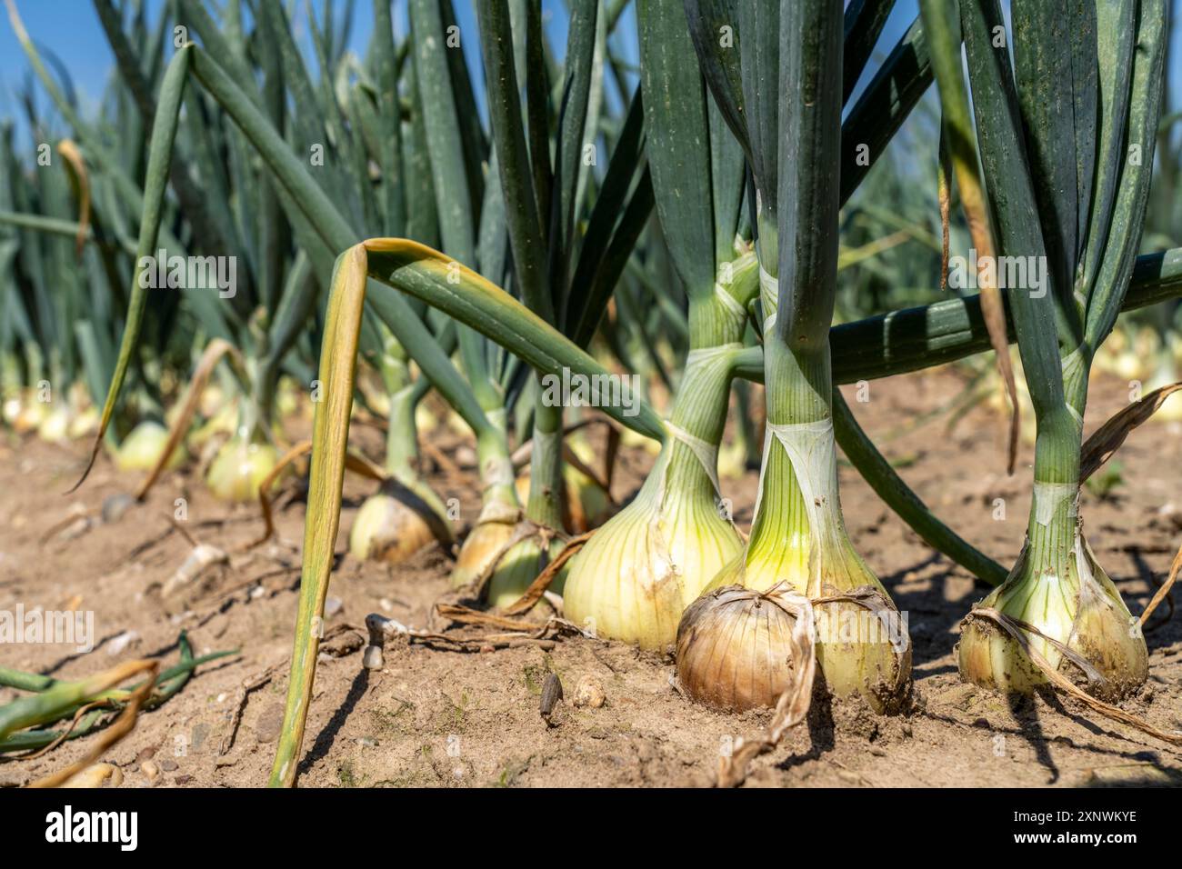 Coltivazione di cipolle, in un campo, cipolla bianca, NRW, Germania, Foto Stock