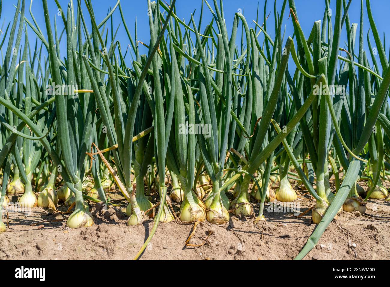 Coltivazione di cipolle, in un campo, cipolla bianca, NRW, Germania, Foto Stock