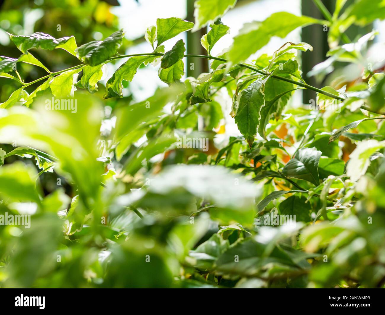 Fogliame di Duranta erecta o goccia di rugiada dorata, bacche di piccione e fiori di cielo. Luce solare sulle foglie di arbusto fiorito. Floricoltura. Coltivare piante e alberi Foto Stock