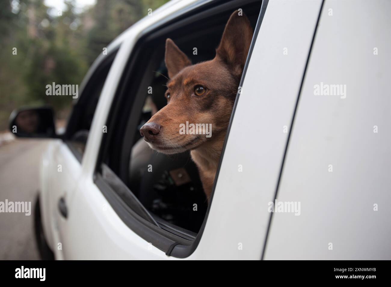 Buster il cane Husky Mix che guarda fuori dal finestrino dell'auto a Skyforest, California Foto Stock