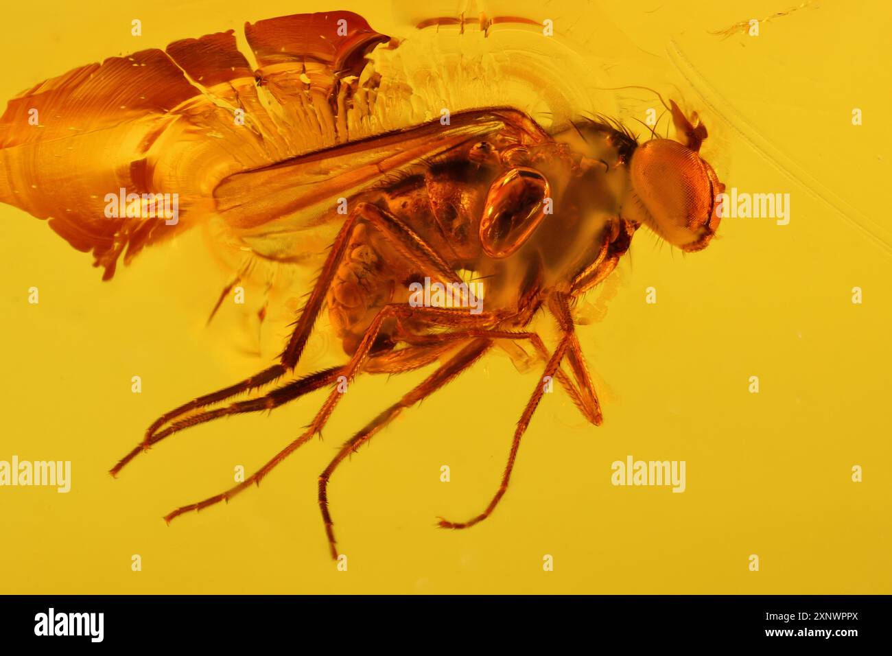 Mosca della frutta imprigionata nell'ambra da Bitterfeld, Germania Foto Stock