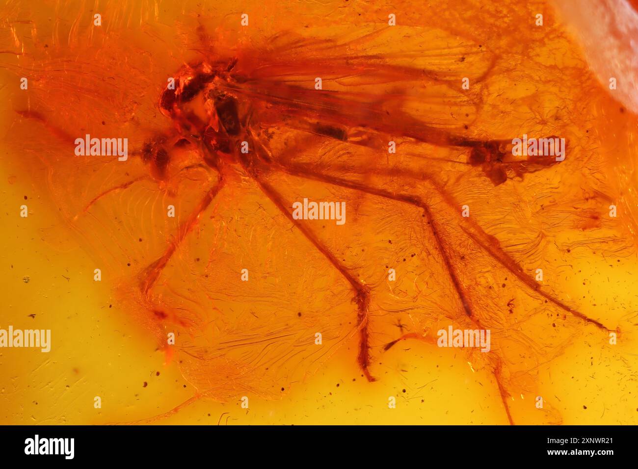 Midge non morente maschile (Chironomidae) imprigionato in ambra da Bitterfeld, Germania Foto Stock