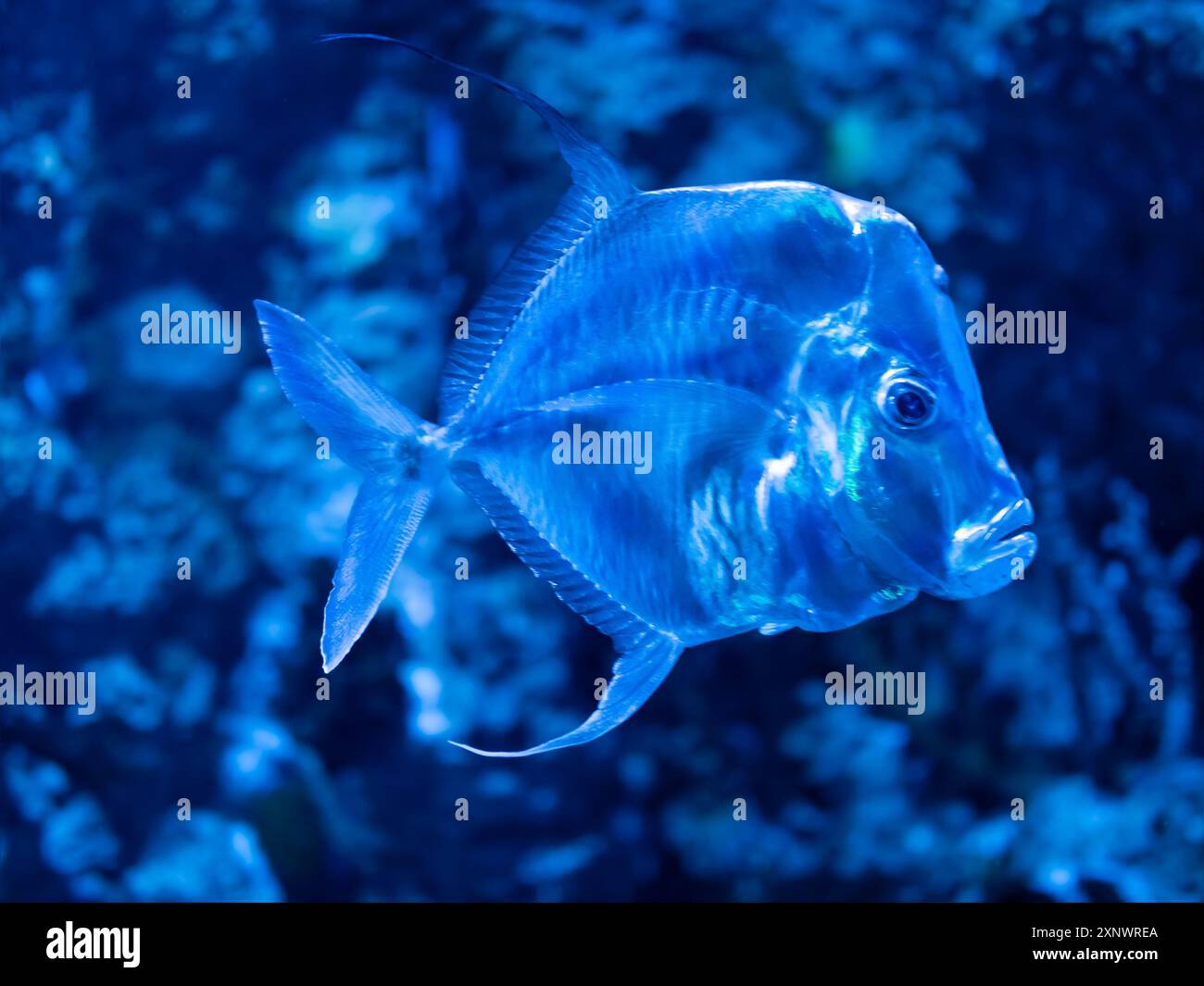 Il Lookdown o Selene vomer è una specie di pesci selvatici. Pesce specchio lucido riflettente all'interno della vasca con acqua. Vita subacquea nell'acquario. Foto Stock