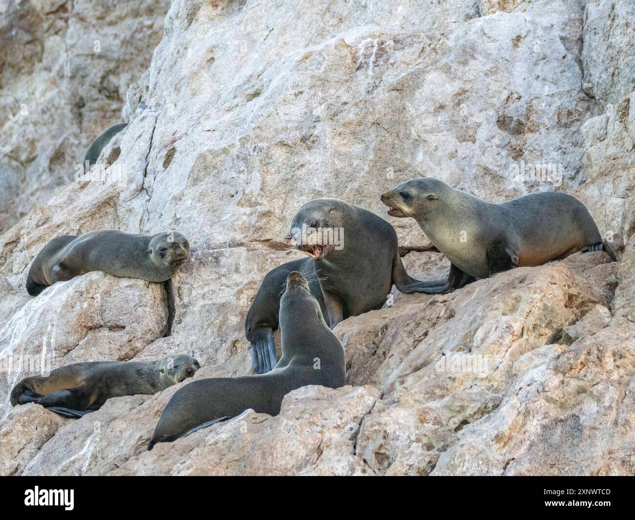 Otarie orsine di Guadalupe Arctocephalus townsendi, a New Hail Out su Las Animas Island, Baja California Sur, Sea of Cortez, Messico, Nord America Copyright Foto Stock