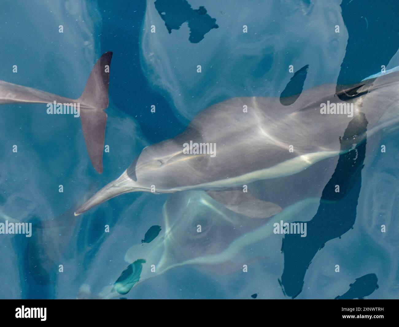 Delphinus capensis, un delfino comune dal becco lungo, che affiora al largo di Gorda Banks, Baja California Sur, Messico, Nord America Copyright: MichaelxNolan 1112-8 Foto Stock