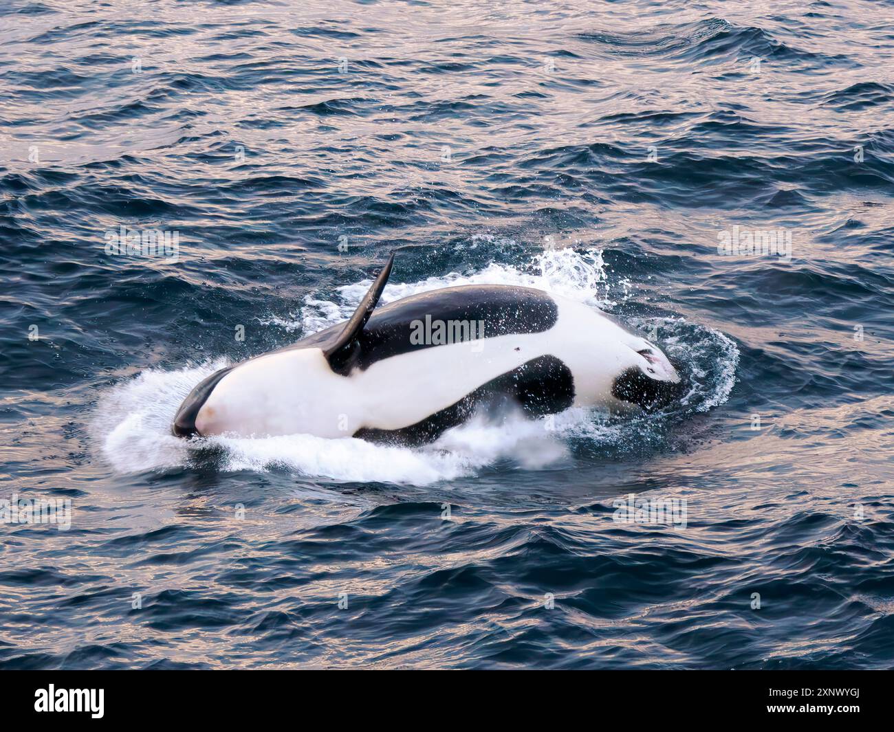 Balena assassina di vitello (Orcinus orca), breccia al tramonto al largo di Isla San Jose, Baja California Sur, Mare di Cortez, Messico, Nord America Foto Stock