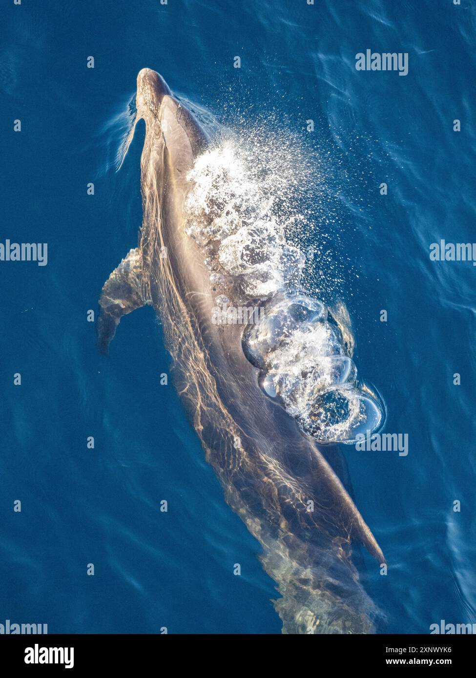 Delfino tursiopo (Tursiops truncatus), affioramento nel Parco Marino Nazionale di Cabo Pulmo, Baja California Sur, Messico, Nord America Foto Stock