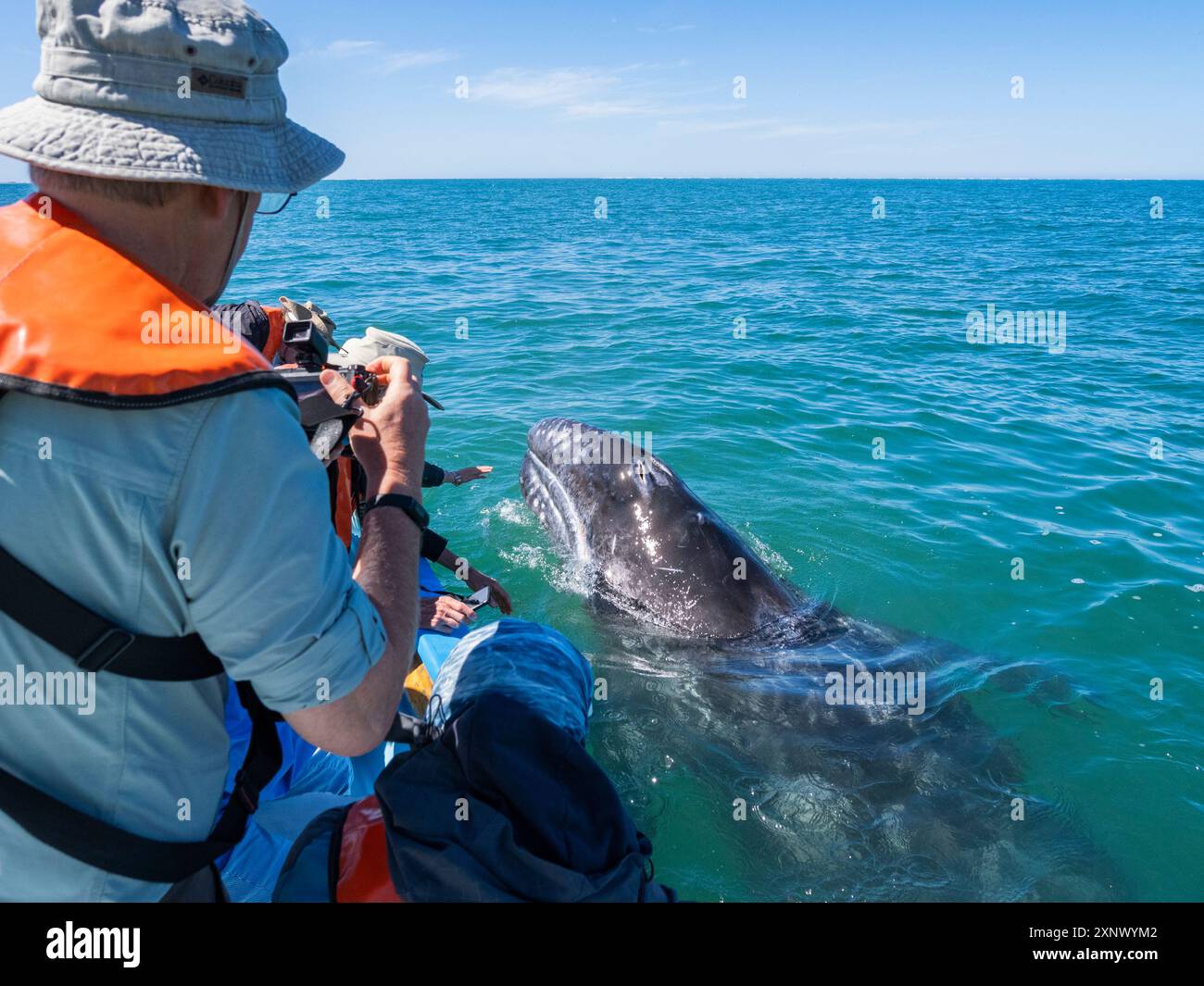 Vitello di balena grigia della California (Eschrictius robustus), con turisti entusiasti nella laguna di San Ignacio, bassa California, Messico, Nord America Foto Stock