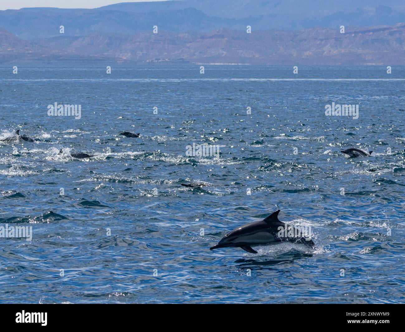 Un branco comune di delfini dal becco lungo (Delphinus capensis), che viaggia al largo di Gorda Banks, bassa California Sur, Messico, Nord America Foto Stock