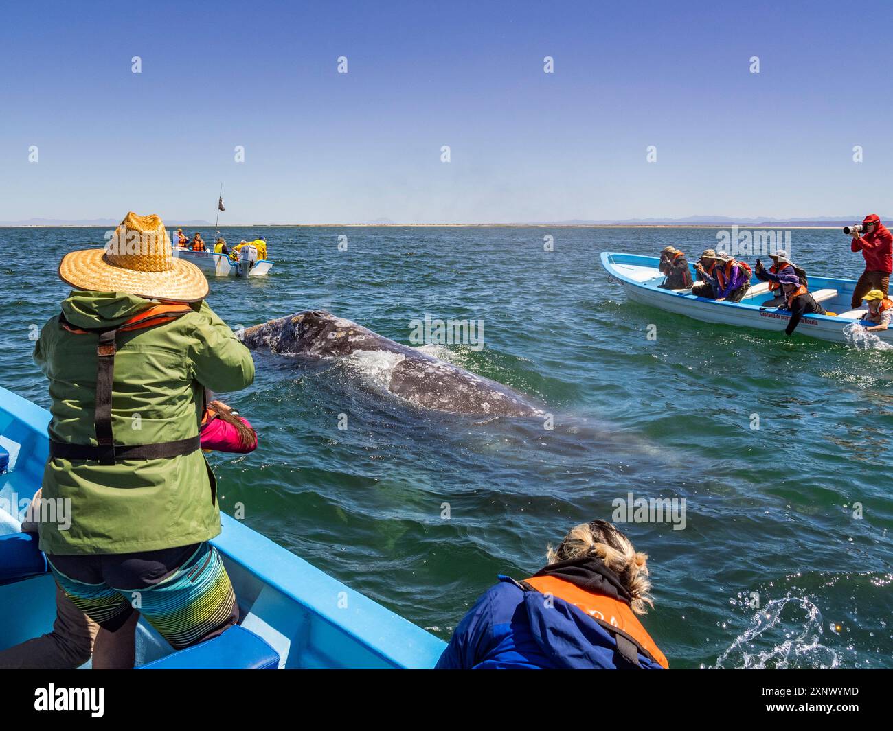 Balena grigia della California (Eschrictius robustus), vicino alle barche nella laguna di San Ignacio, bassa California, Messico, Nord America Foto Stock