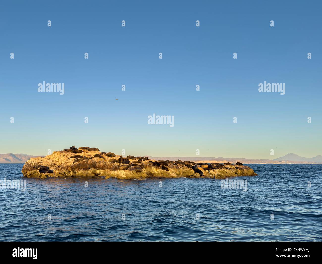 Tori di leone marino della California (Zalophus californianus), trasportati su un piccolo isolotto al largo dell'isola di San Marcos, Mare di Cortez, Messico, Nord America Foto Stock