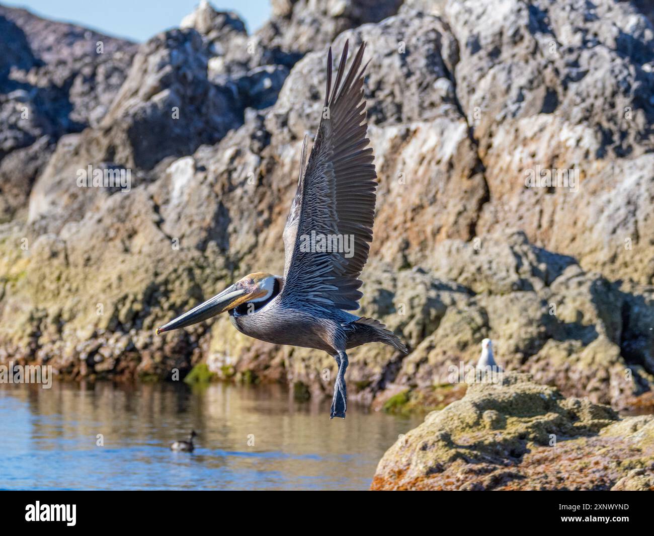 Pellicano bruno adulto (Pelecanus occidentalis), che prende il volo su un piccolo isolotto vicino a Isla Salsipuedes, bassa California, Messico, Nord America Foto Stock