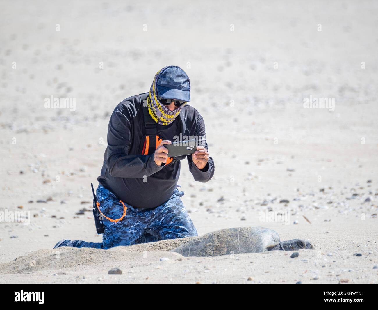 Uomo in ginocchio per scattare una foto di una tartaruga marina verde adulta (Chelonia mydas), che arriva a riva per nidificare sull'Isla Espiritu Santo, Mare di Cortez Foto Stock