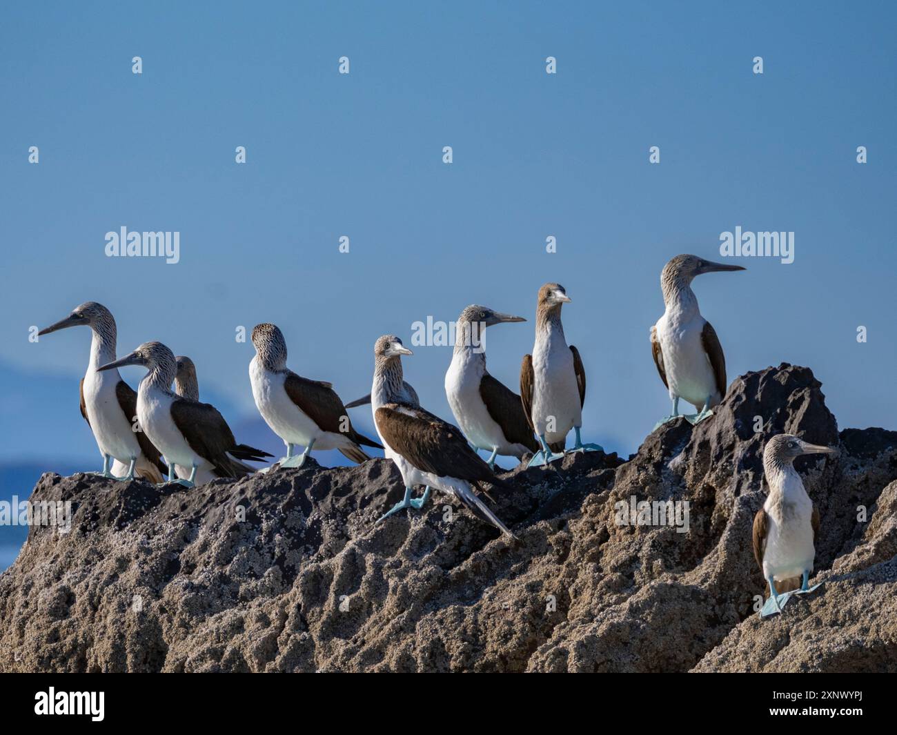 Boobies dai piedi blu (Sula nebouxii), su un piccolo isolotto vicino a Isla Salsipuedes, bassa California, Mare di Cortez, Messico, Nord America Foto Stock